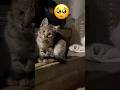 🥺 #keşfet #sadcat #sad #kedi #shortvideo #shorts #cat #cats