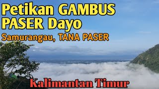 Petikan Gambus PASER Dayo, Kalimantan