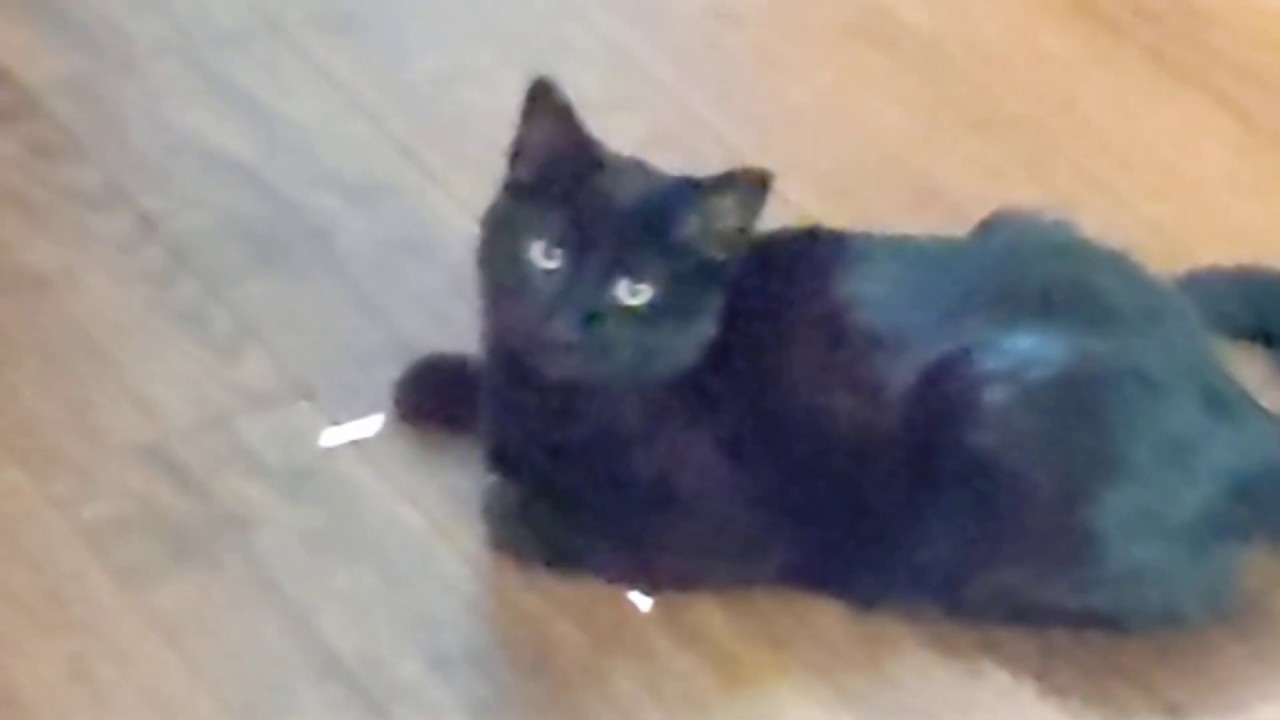when your cat really loves you a lot - when your cat really loves you a lot
