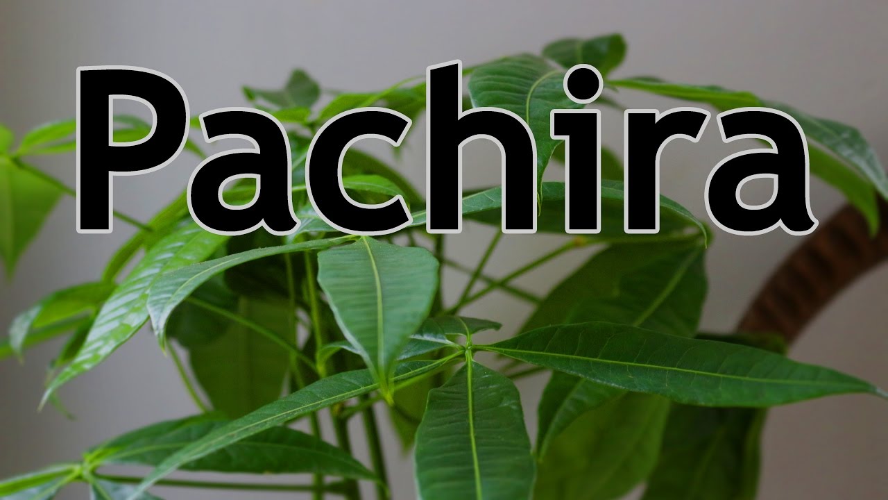 Glckskastanie/Pachira