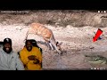 Laughing At Funny Wild Animal Attacks Caught On Camera!