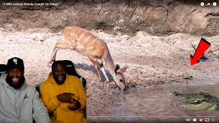 Laughing At Funny Wild Animal Attacks Caught On Camera!