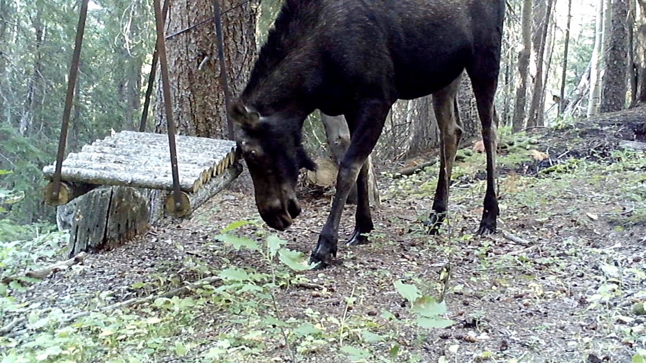 A moose and a swingset.   HD 1080p