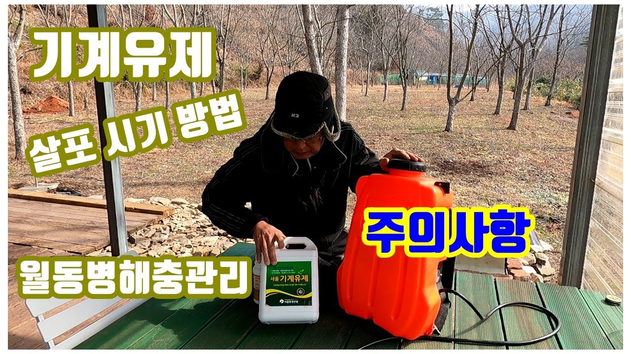 월동병해충방제를 위해 기계유제 살포 시기와 방법, 주의할 사항 정리. 기계유제 사용법.