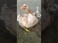 Aseel hen with chick    3 months  aseel shoqeenarsal awan