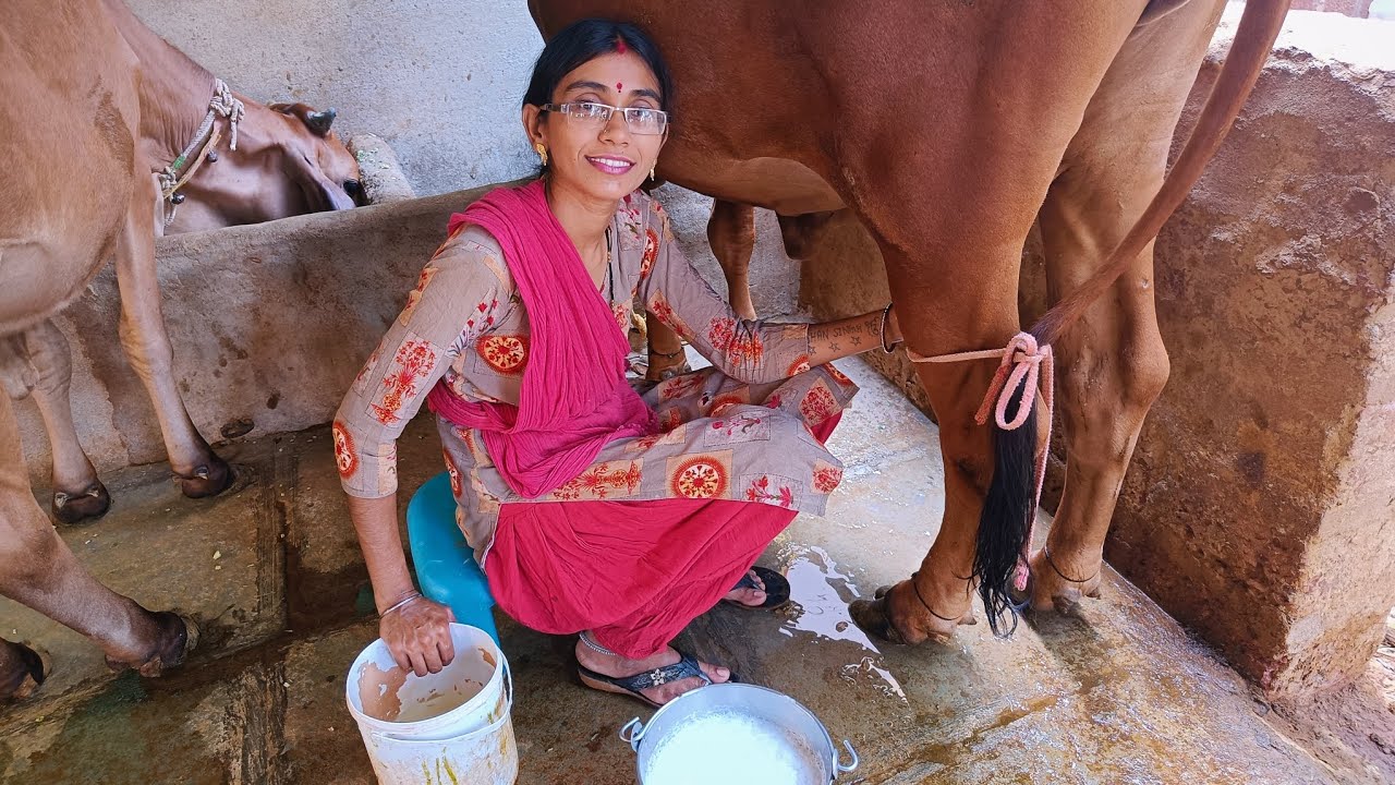 Watch our daily cow milking routine 🐄 || #preetkaurfamily #dailyvlogs # ...