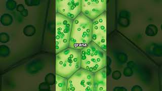 Chloroplasts: The Green Powerhouses!  #chloroplasts