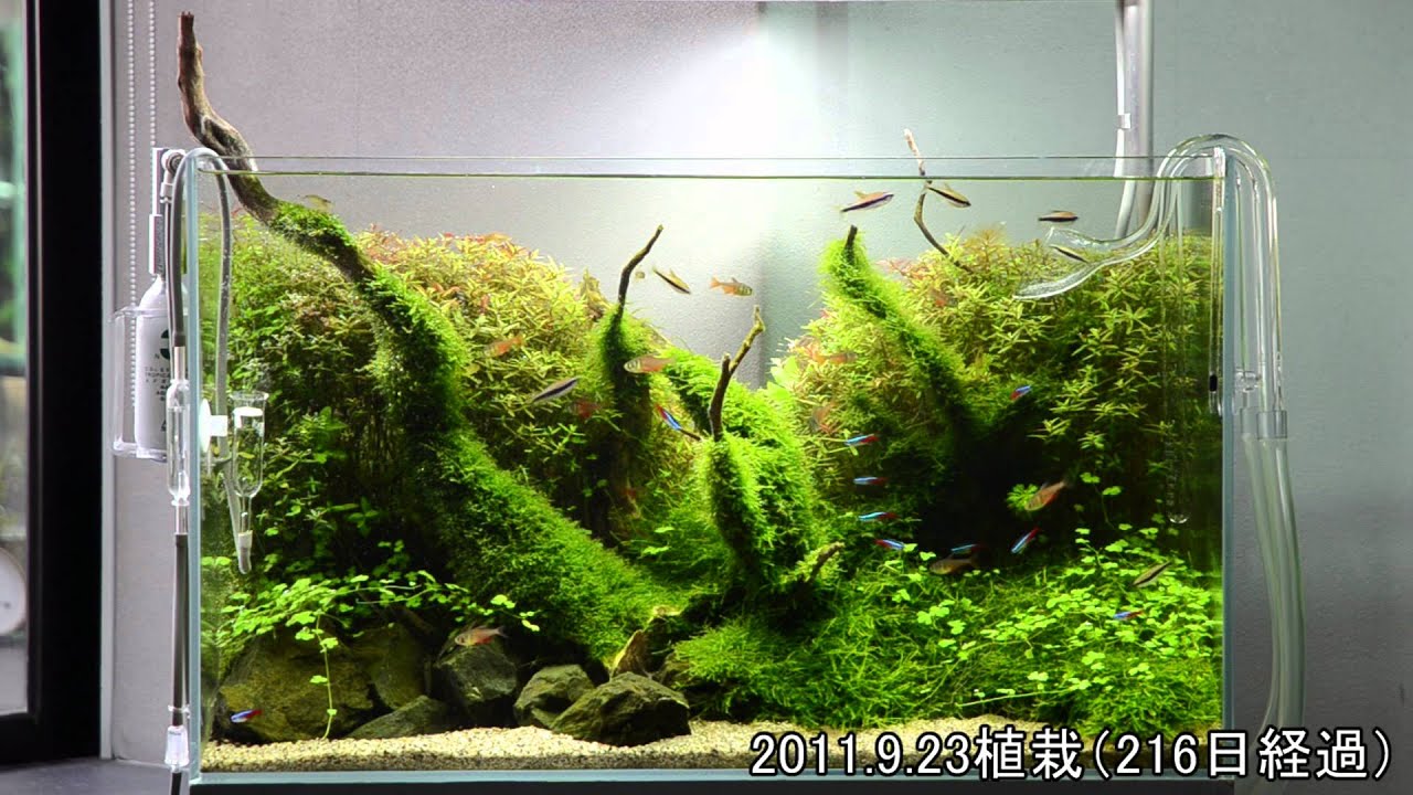 Ada View 1 Naギャラリー水槽の経時変化 31 6 Youtube