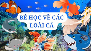 CON GÌ ĐÂY | CHIM GÌ ĐÂY | BÉ HỌC VỀ CÁC LOÀI CHIM | CHIM CÔNG, CHIM VẸT, CHIM CÁNH CỤT, CHIM BÓI CÁ