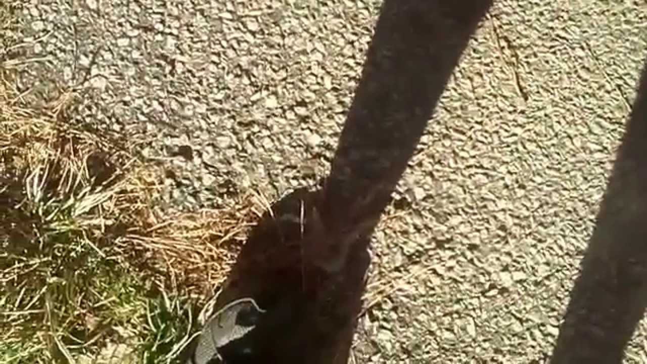 Walk Around of 2001 Pontiac Grand Am, Trashed Before Restoration