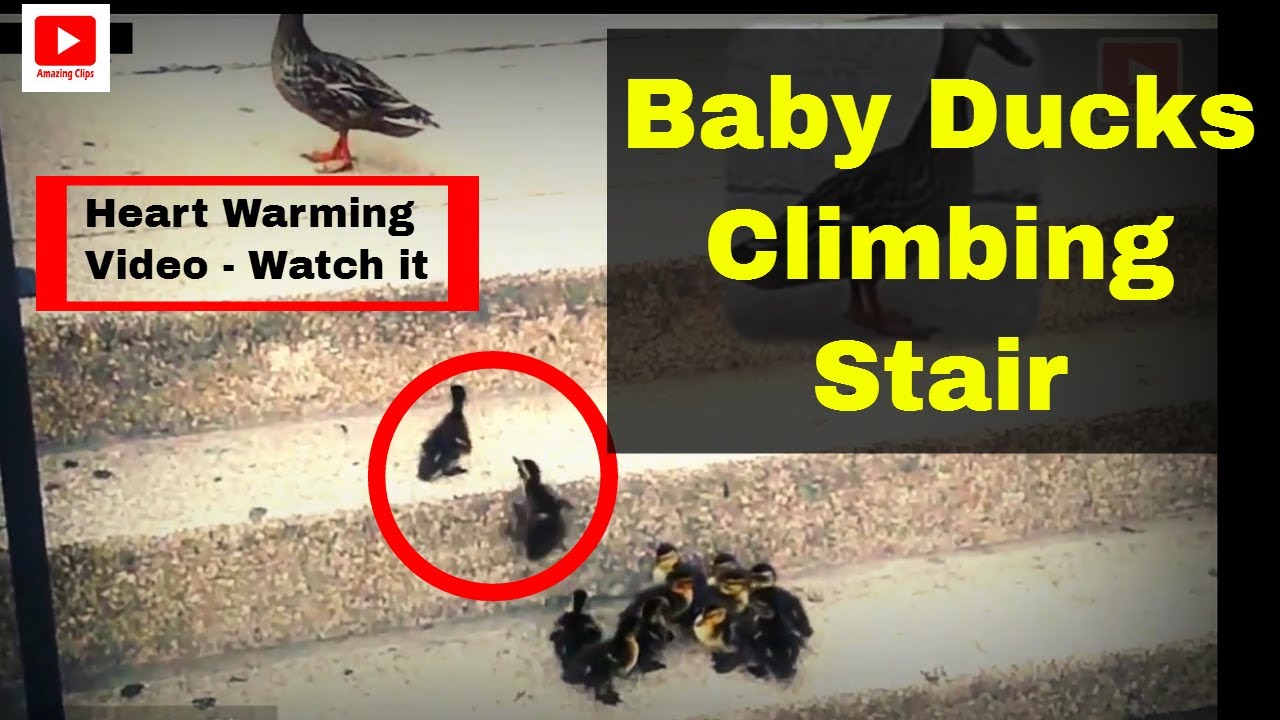 Baby ducks climbing stair | HEART TOUCHING video