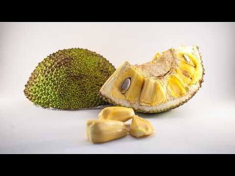 Are Jackfruit Leaves Poisonous
