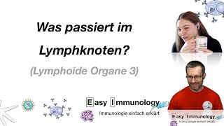 Lymphoide Organe Was Machen Lymphknoten?