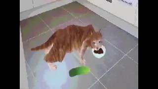 Celebrity Cat gets scared of cucumber meme Net Worth