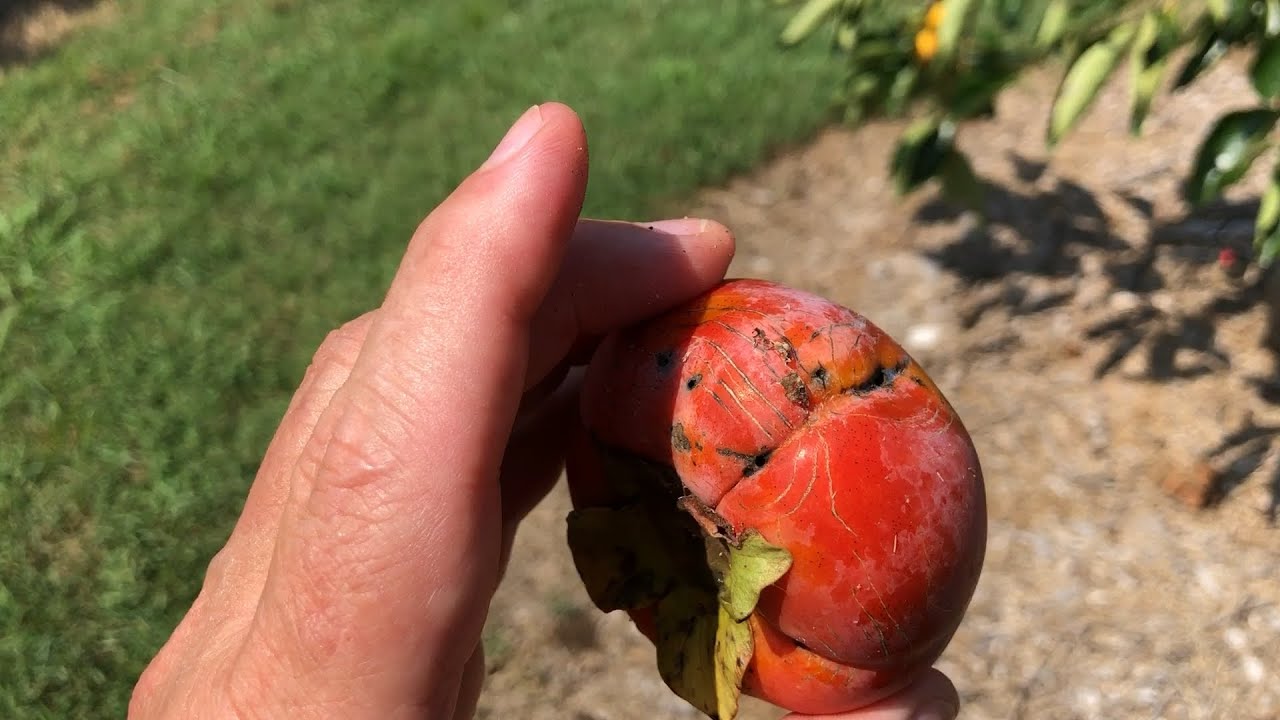 ARE THEY REALLY WORTH THE TROUBLE? 🍊 FREEZE DAMAGED PERSIMMON TREES ...
