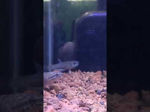 HOLDING TIME WILD BETTA PICTA😁