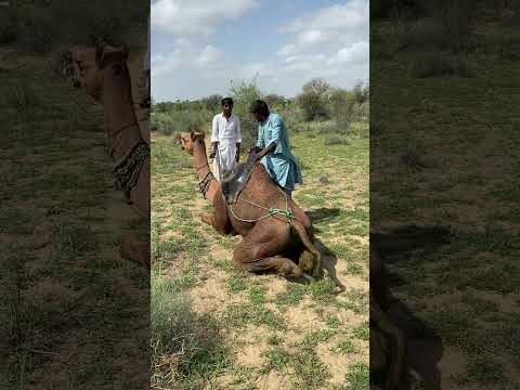 ر ب ط الج م ال ب الد ل و لأ ن ه ي ج ب م ل ء ال م اء هل تفضل أن أجعل الترجمة أقرب إلى 