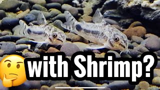 Pygmy Corydorus with Shrimp? (10 gallon)