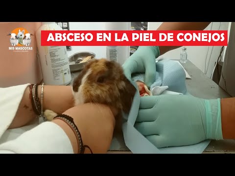 Video: Bulto Debajo De La Piel En Conejos