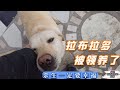 流浪狗大院兩个狗狗被领养了，我们为它们祝福吧，余生一定要幸福。 Dog rescue in China 20211117