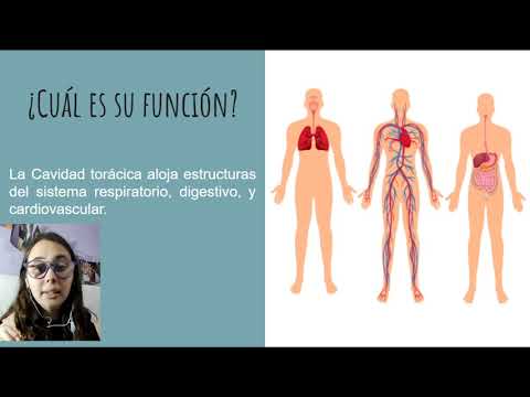 Anatomía- Cavidad Torácica.