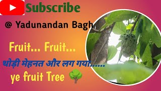 Kya थोड़ी मेहनत aur mil gaya fruit khane ko /custard apple/sugar apple/sitafal/Yadunandan Bagh 