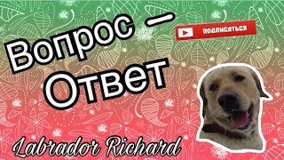 ВОПРОС-ОТВЕТ #1  МЕНЯ СБИЛА МАШИНА?... | Labrador Richard | by Dassshaaa 163 views 6 years ago 2 minutes, 25 seconds