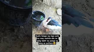 Cge ligo ka lang dyan muna.😃 #petduck