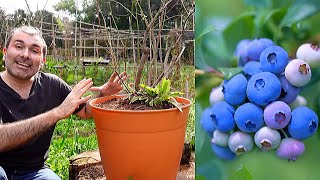 🟣 Growing blueberries in a pot - Substrate and Transplant