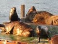 Chile, Lobos Marinos en Valdivia