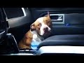 A homeless PIT BULL suddenly jumps into a couple's car and refuses to leave