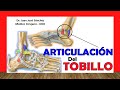 🥇 ARTICULACIÓN DEL TOBILLO. ¡Explicación Sencilla!