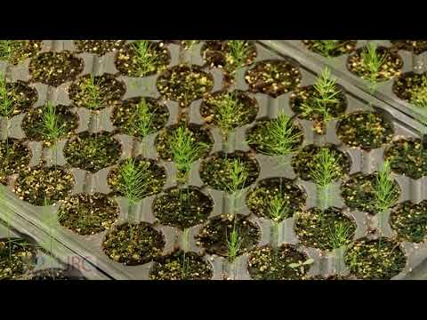 უქმნის თუ  არა საფრთხეს აზიური ფაროსანა სასათბურე მეურნეობებს