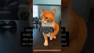 It&#39;s always the orange cats😂