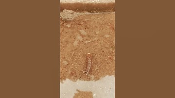 Wow where are caterpillar 🐛🐛#insects #animals #nature #bug #butterfly #butterflylifecycle