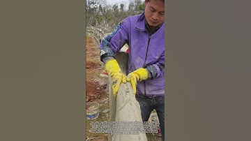 Concrete Artisan: Hand-Sculpting Magic Fence 🏗️ | DIY Cement Landscape Hack