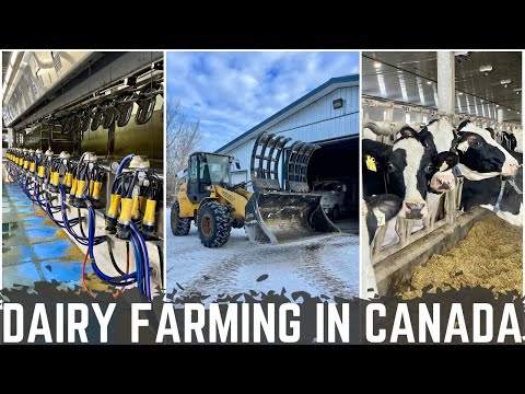 A Day In The Life Of A Canadian Dairy Farmer!