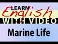 Learn English with Video - Marine Life