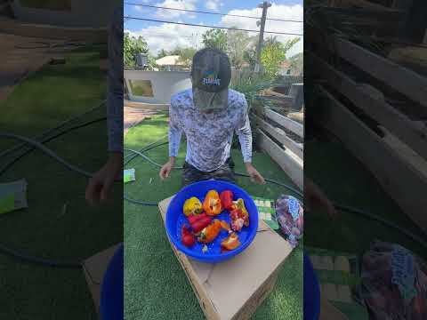 HOW TO FEED