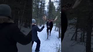 This man wasn’t afraid of the moose 😲