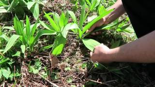 Foraging for Wild Ramps