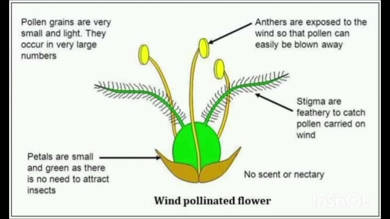 wind pollinated flower characteristics YouTube