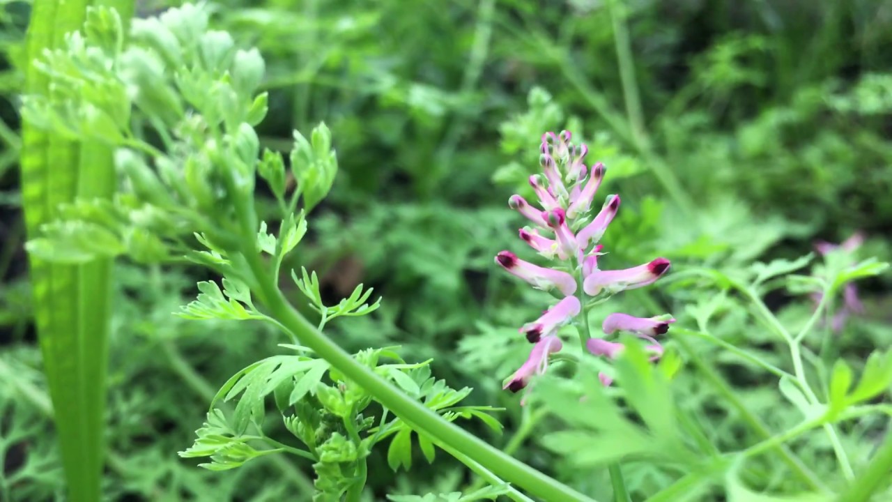 Gewone duivenkervel (Fumaria officinalis) - 2018-08-25