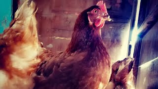 هل دجاج لوهمان يرقد على البيض؟ معلومات مهمه حول دجاج الحقول الدجاج البياض وكيف تربي في البيت