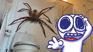 Rabbert finds spider in toilet