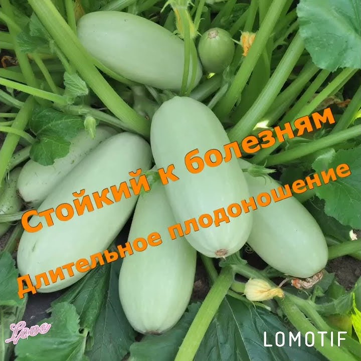 Причины не завязывания кабачков.Кабачок Грибовский!!☘️👍🏻 - YouTube