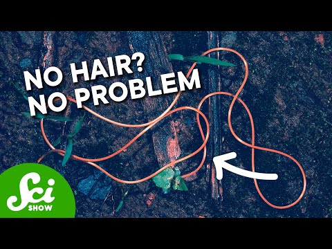 Why Hairworms Don’t Have Hair thumbnail