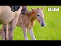 Adorable newborn foal takes first steps 🐎 - BBC