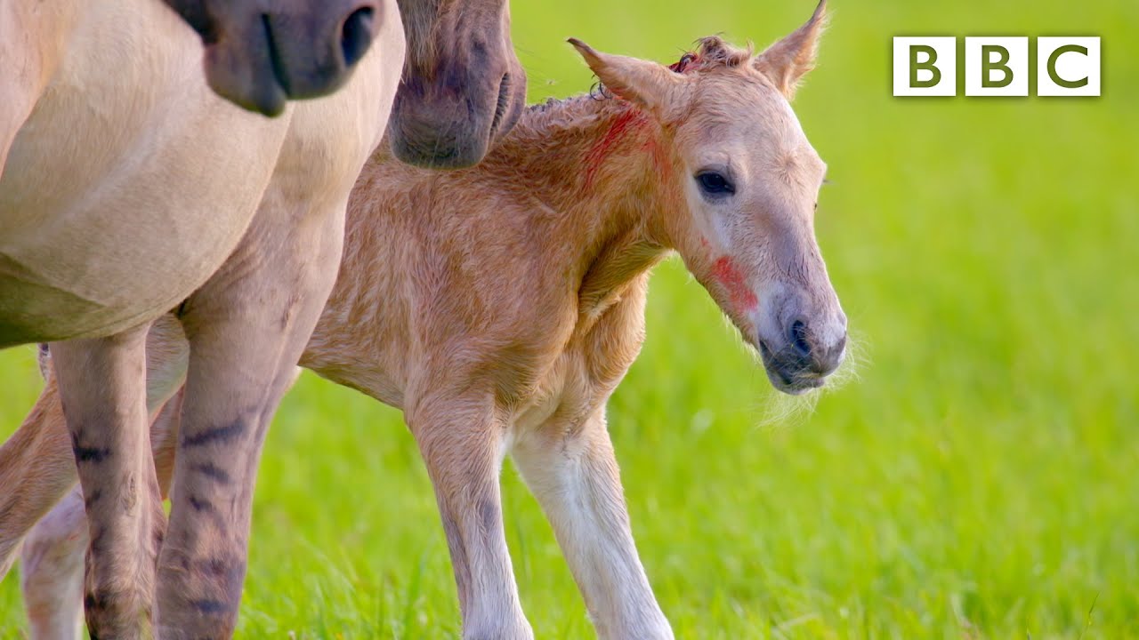 What Is A Baby Horse Called? When Do They Stand And More...