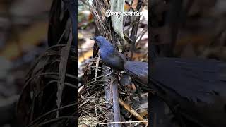 Download Lagu ciung wanara #birds #birdsong #burungmerdu #burungkicaudialamliar #birdsounds MP3